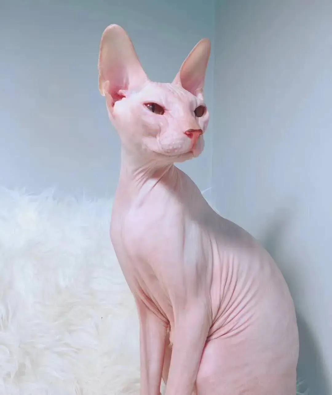 去宠物店如何挑选一个健康的猫咪,去宠物店买猫咪该怎么挑选