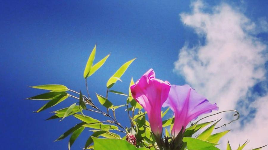 春暖花开赏古人诗词体味春日景象,关于春天花开美景的诗词