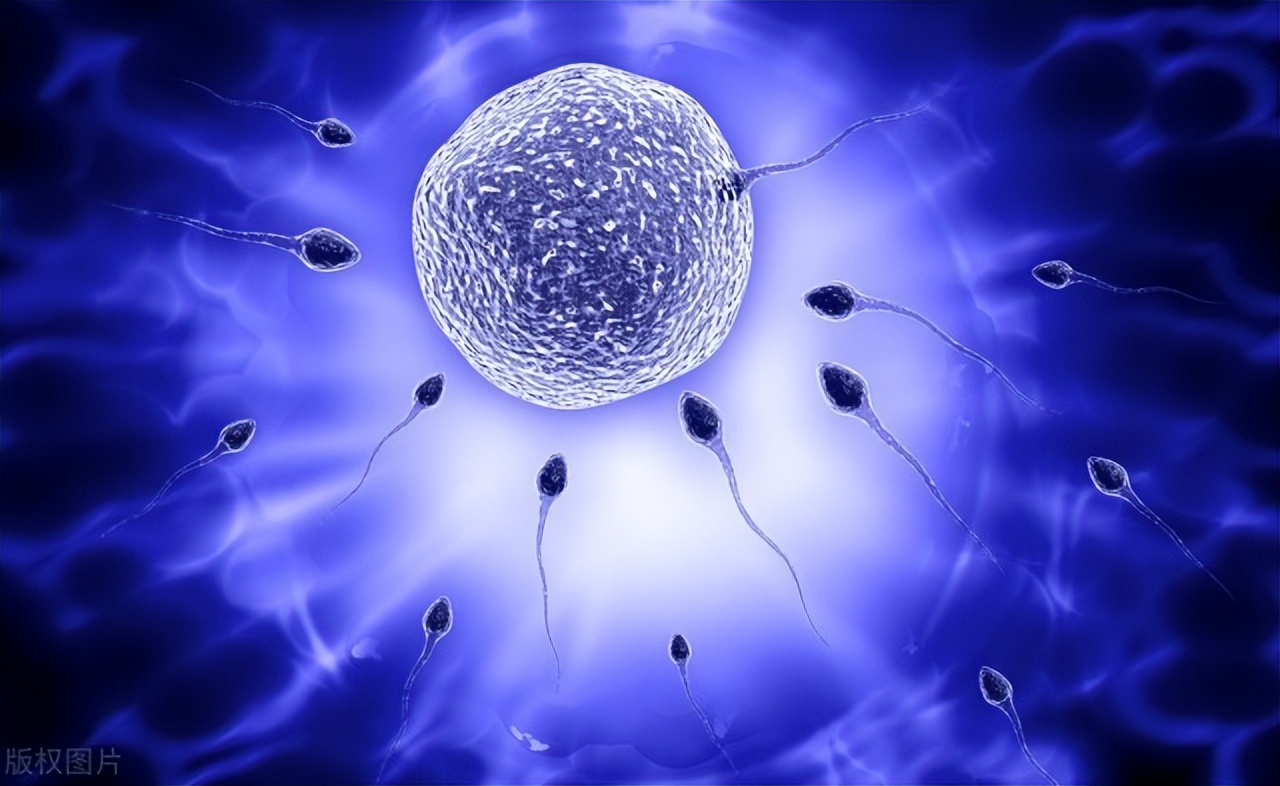 男性长期禁欲，精子“憋而不排”，会憋坏身体吗？男女有必要了解