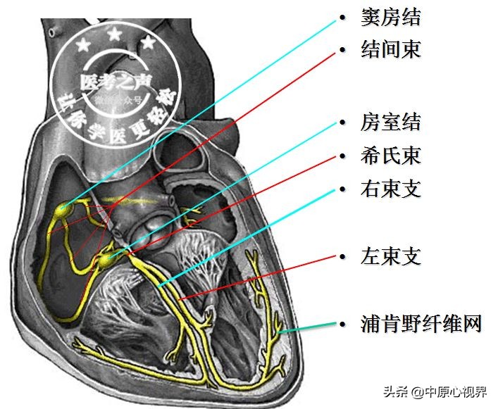 护考几种常见的心电图,常见的心电图图形分析