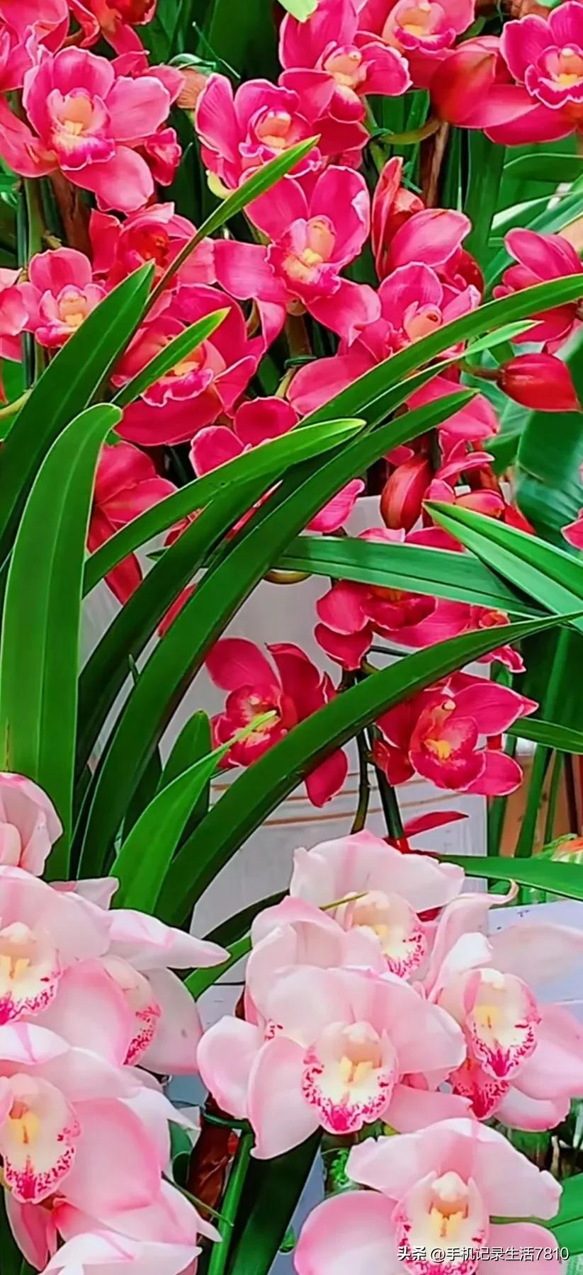 蕙兰花图片欣赏,叶子宽的黄花大蕙兰图片