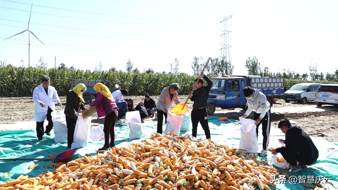 今年农户玉米亩产量,山东德州地区种啥玉米高产