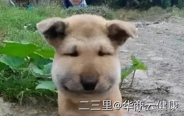 赏花的注意事项,赏花的小技巧