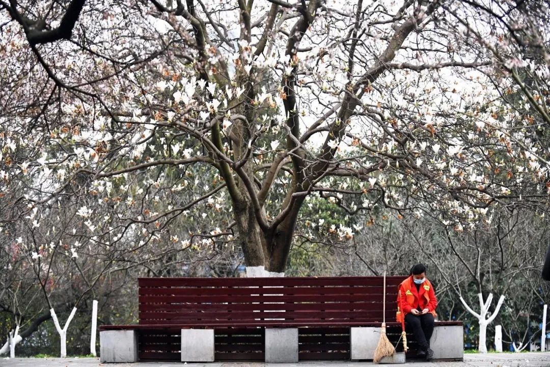 收好这份赏花攻略,春有约花不误一起来赏花