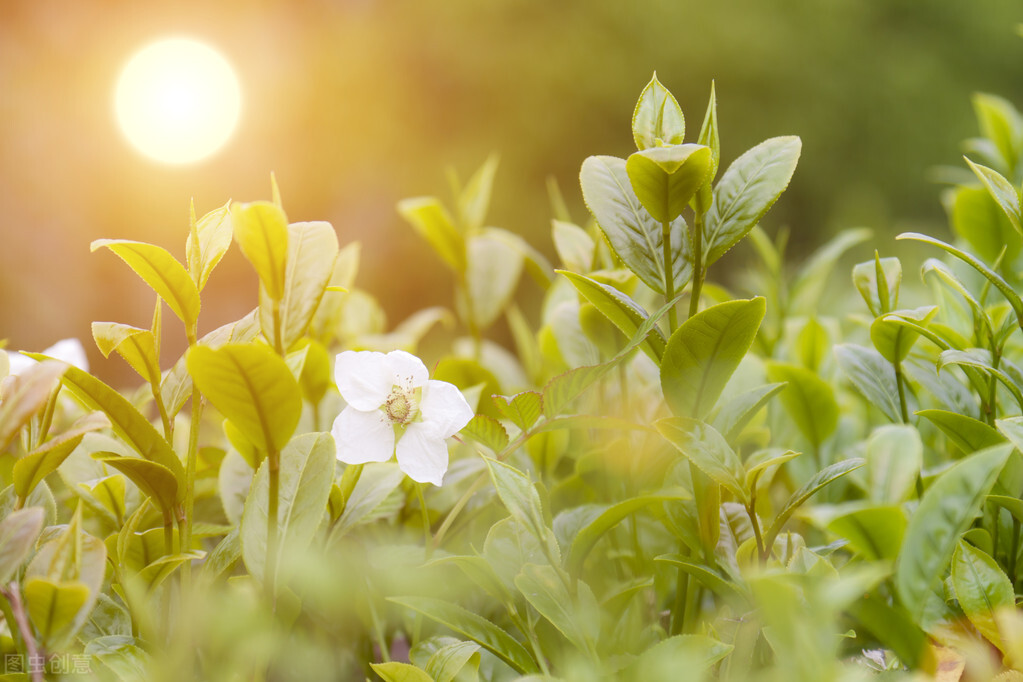 2022年运——狮子座（上升及太阳）