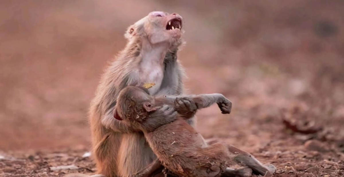 人类为什么会退去体毛？却留下来腋毛、阴毛等一小部分头发？