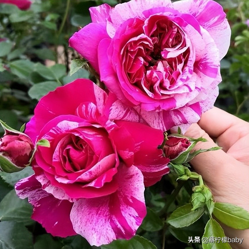 路边的蔷薇花是什么品种,哪个品种蔷薇花最好看最香
