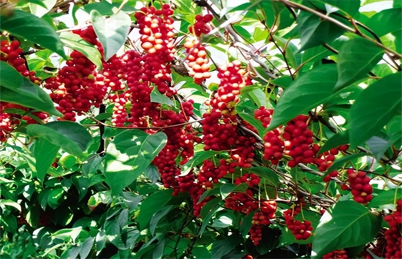 五味子南五味子有什么区别,南五味子和北五味子价格