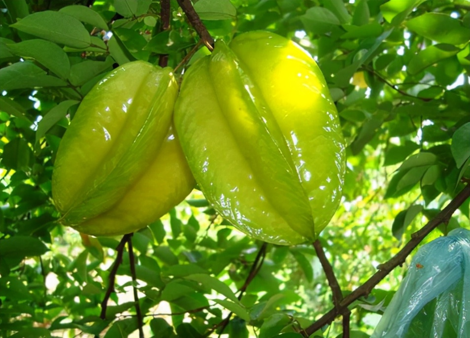 农村那些你吃过却叫不上名的野果,南方小时候路边的野果有哪些