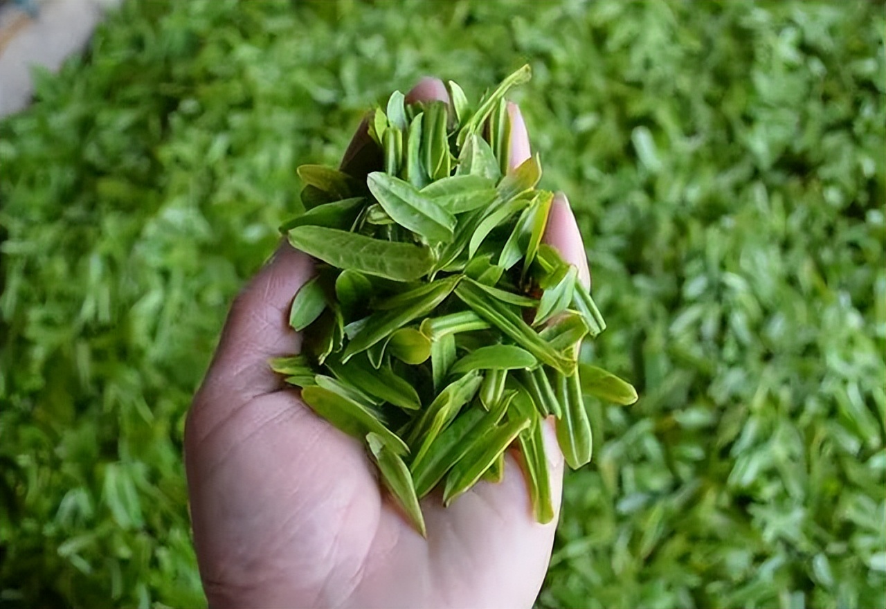 绿茶六安瓜片产地,绿茶六安瓜片销量