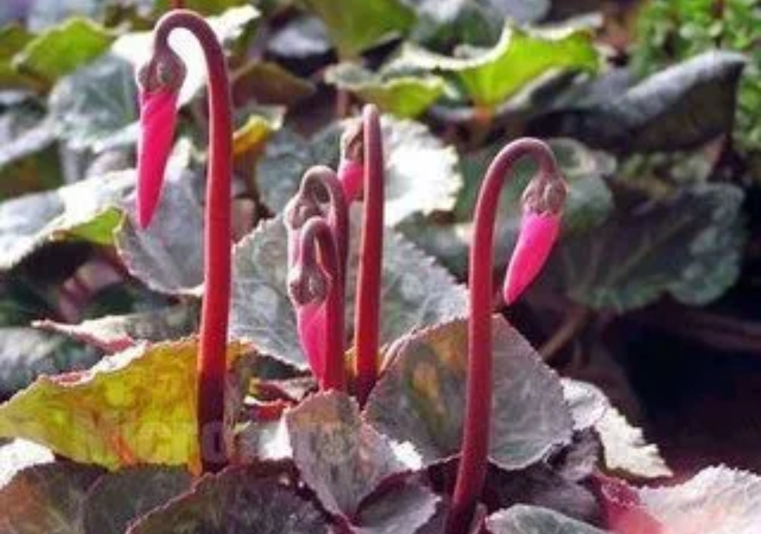 3月份的仙客来怎么养护,刚买来的仙客来怎么养护