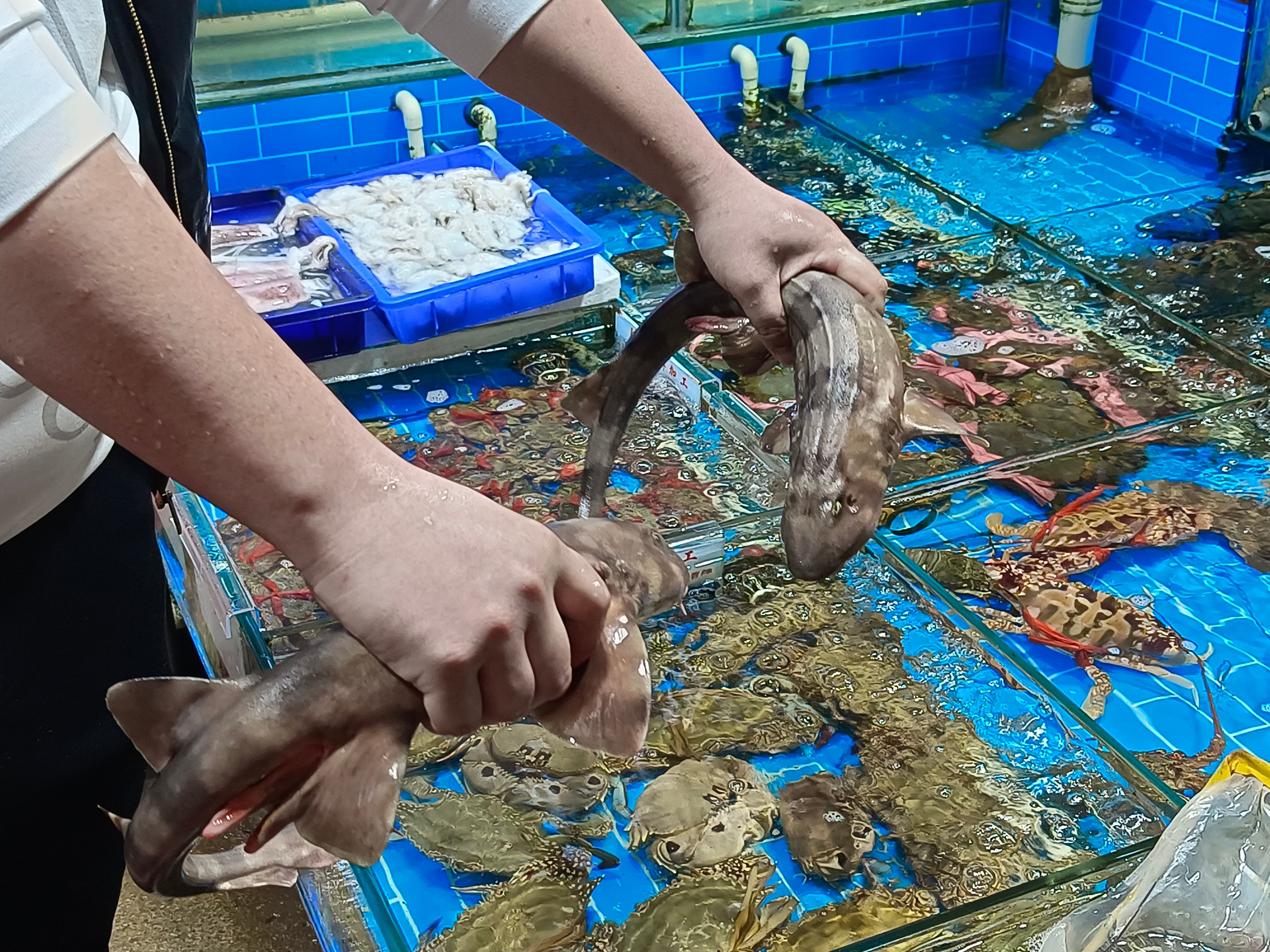 来厦门八市阿明海鲜，吃到糖醋话梅鱼、养殖巴浪鱼，新鲜又实在！