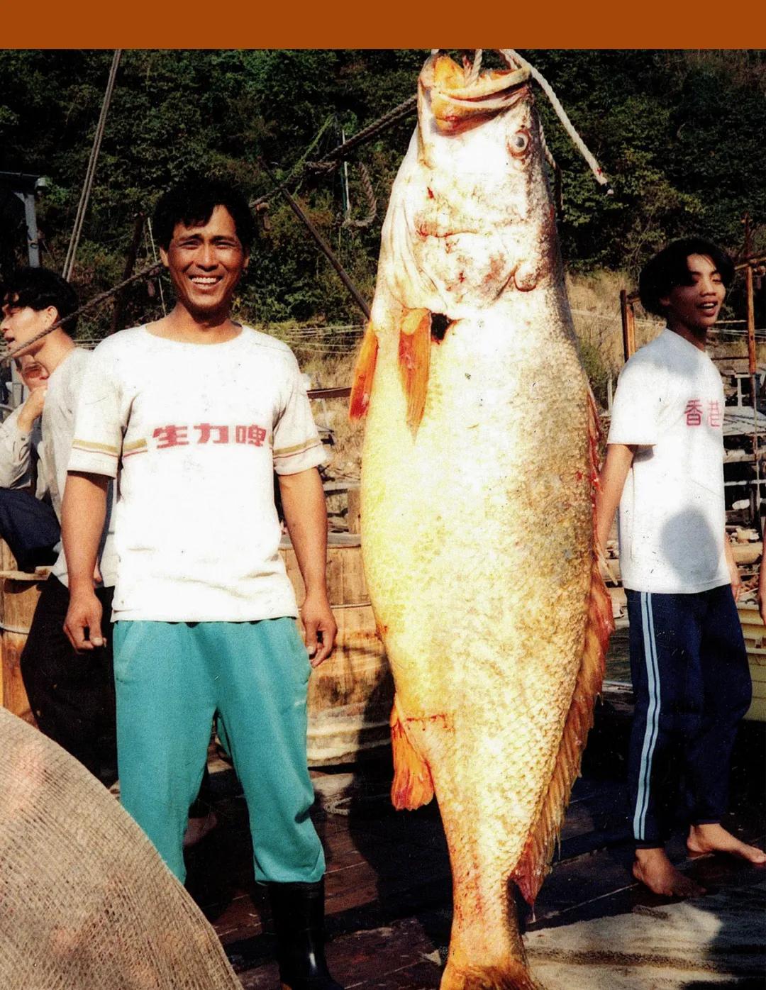 硬骨鱼纲鲈形目石首鱼科尽是好吃的海鱼啊!其中大小黄鱼最有名了