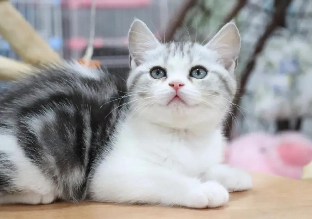 猫咪品种大全及价目表图片,怎么知道猫咪是哪个品种图片