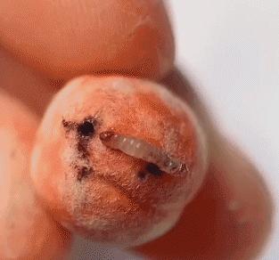 90后妈妈因造假走红,网红辣妈骗局