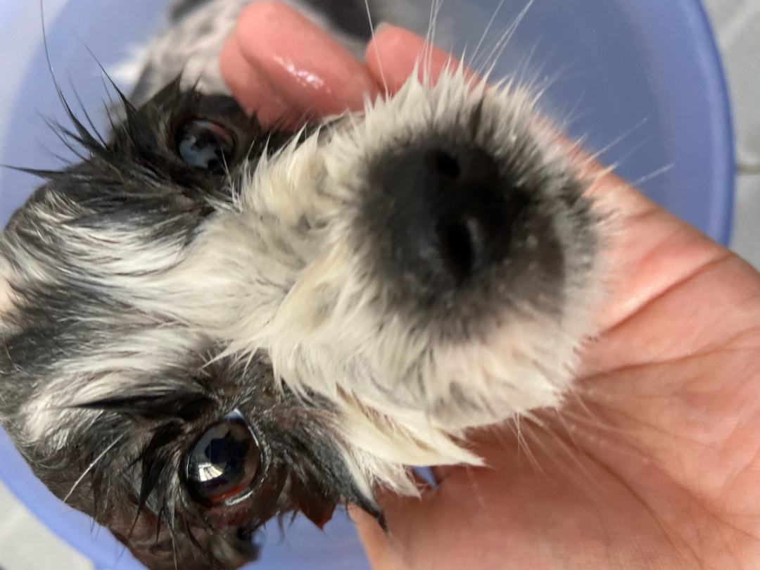 狗狗生命最后一刻为什么要躲起来,狗狗生命短暂是什么原因