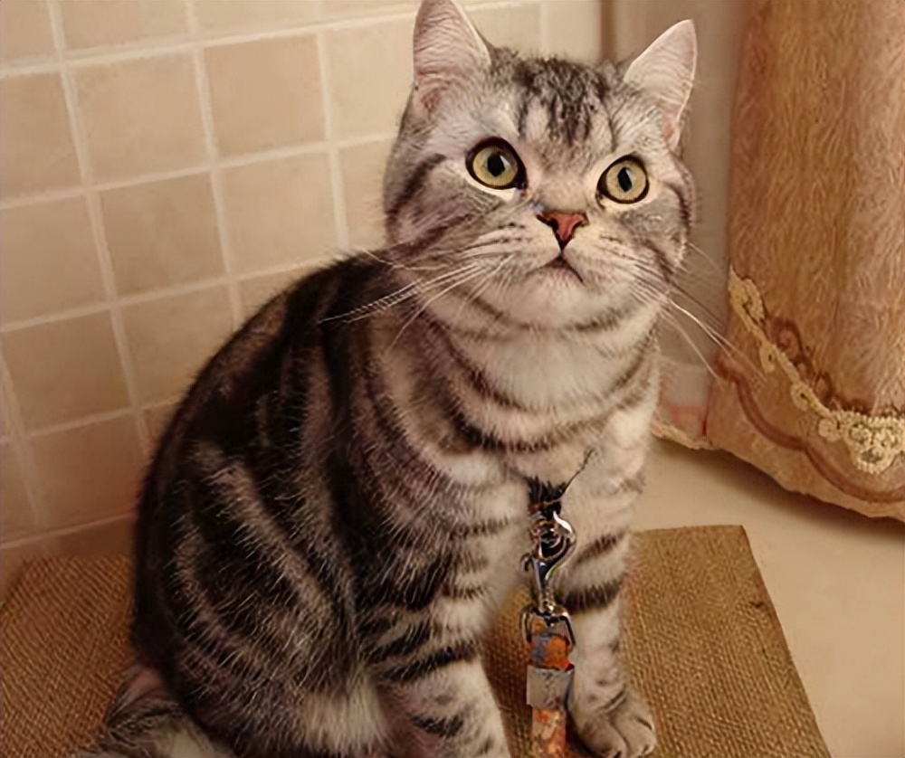 十大热门猫,2023年最热门猫咪排行榜