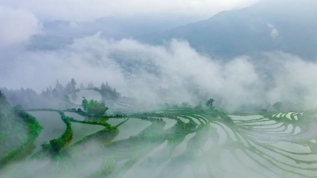 希望的田野获奖,获金奖希望的田野