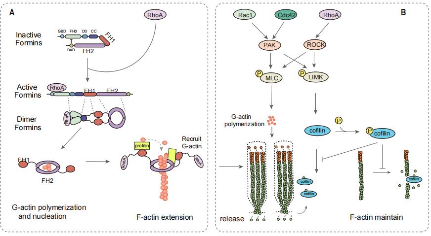 南通大学刘东团队提出RhoGTPase家族成员是治疗感音神经性耳聋的潜在靶点