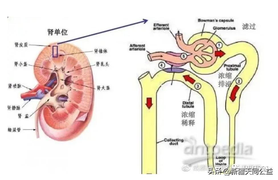 国产替诺福韦对肾功能损伤大吗,长期替诺福韦的效果