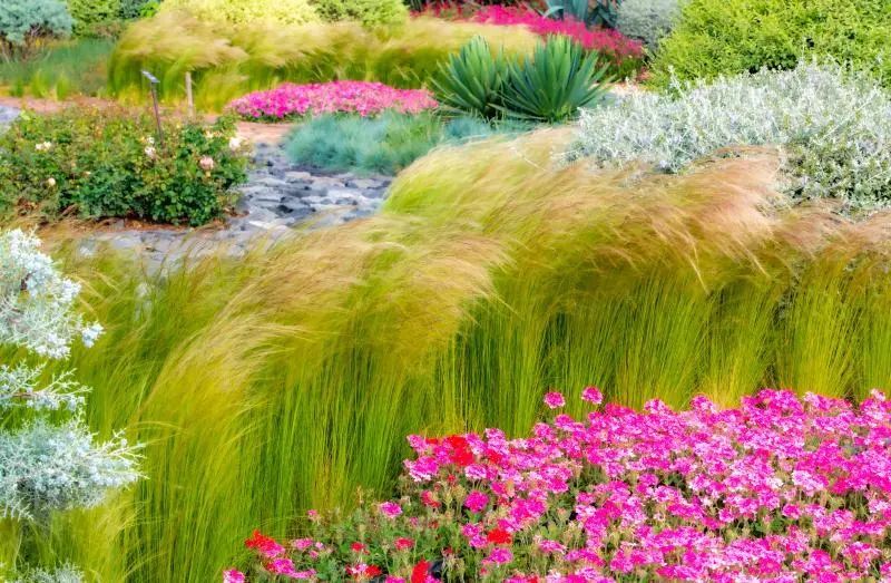 澄江花海美景,云南各种争奇斗艳的花海