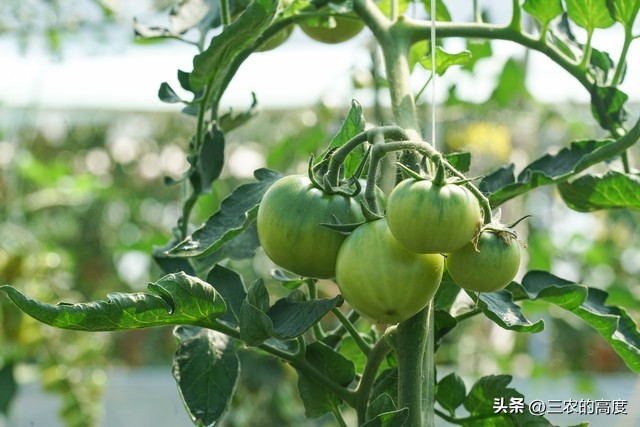 番茄怎么打叉枝才能高产稳产,番茄坐果整枝的正确方法