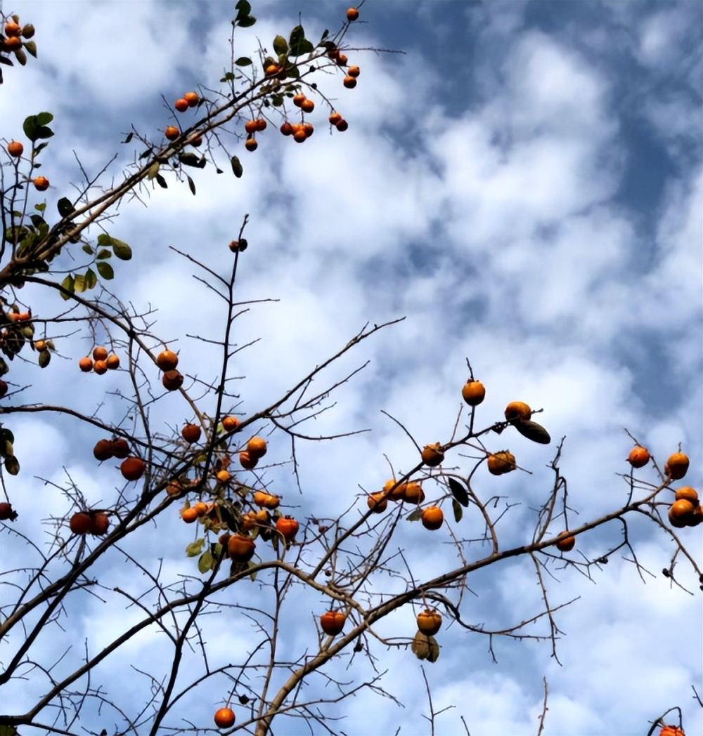 轩逸悦享款驾驶体验,轩逸悦享驾驶感受