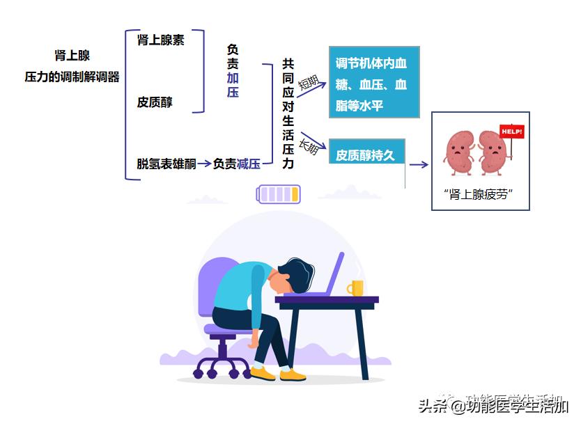 荷尔蒙对于女性有多重要,荷尔蒙对女性到底有多重要
