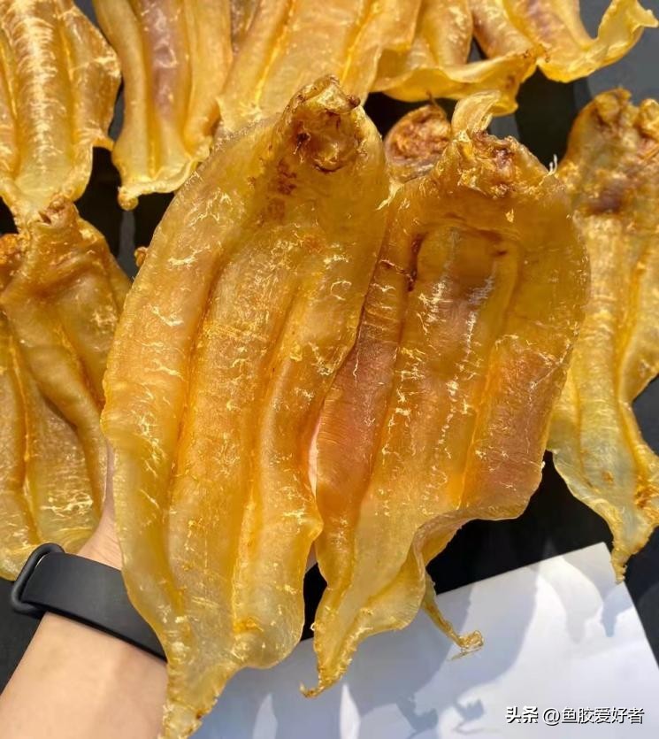 干鱼胶怎么保存不会长虫子,鱼胶小白入门