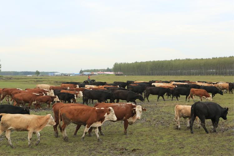 牛价最新行情涨了还是跌了,现在的牛价行情是涨还是跌