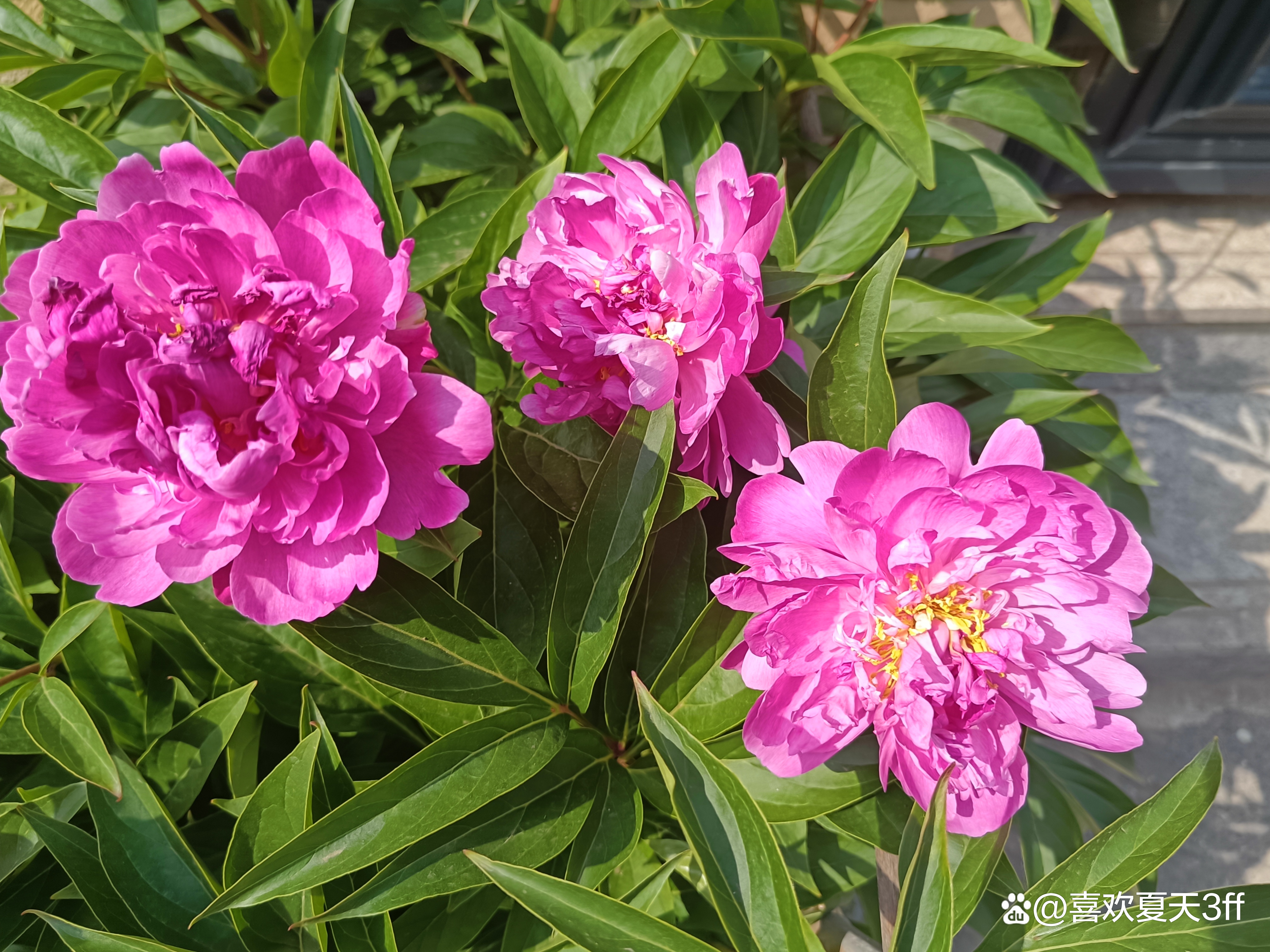 我的拍花日记之十一