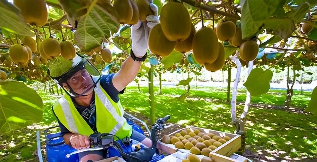 新西兰蒂普基猕猴桃特色小镇，如何实现从区域品牌到享誉世界？