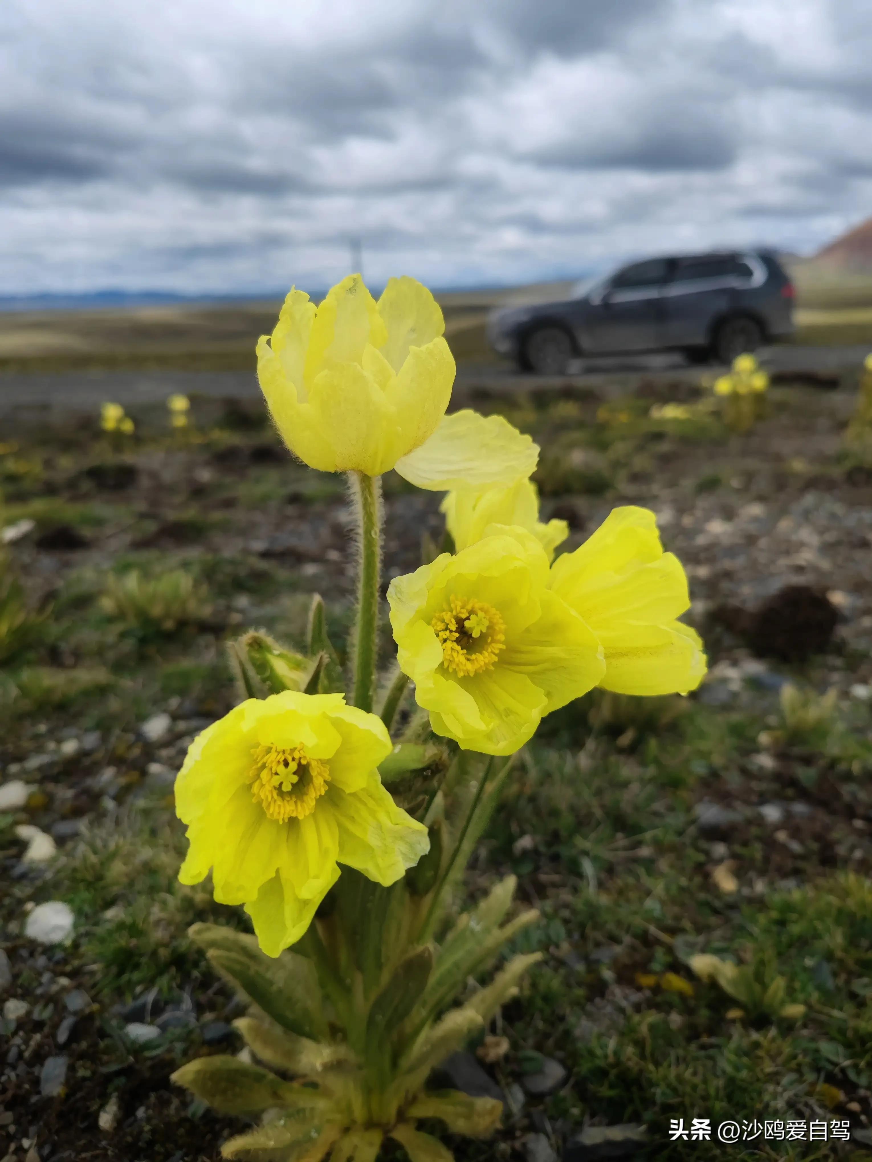 西藏自驾游三大圣湖,自驾西藏行摄之旅米堆冰川