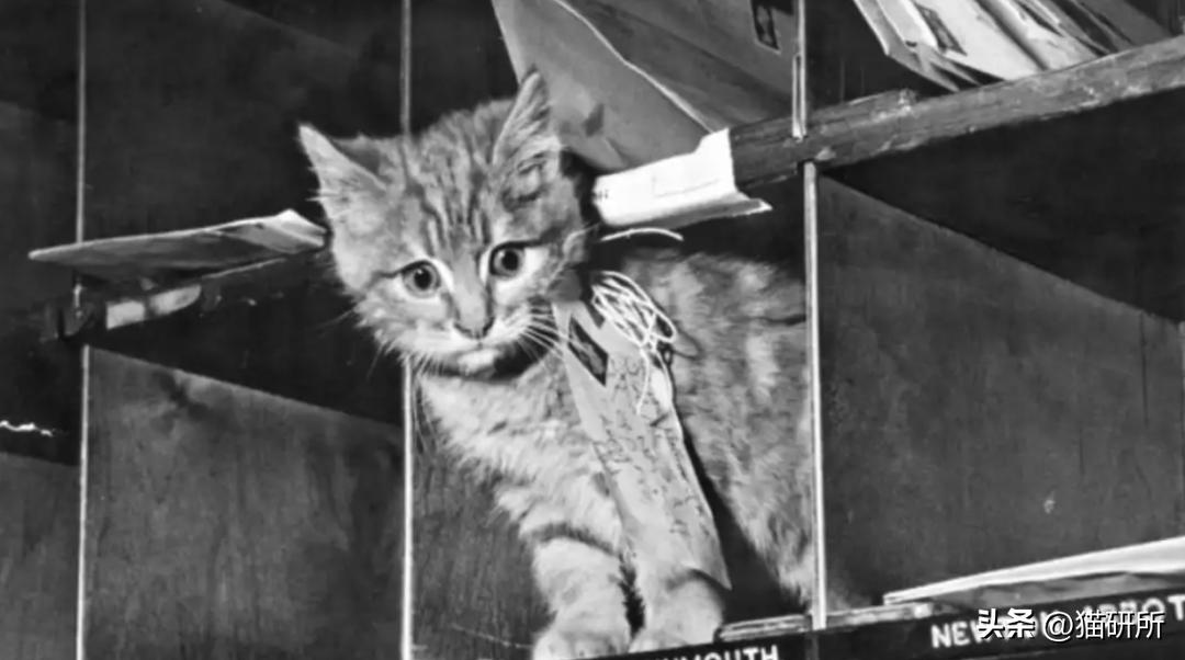 盘点那些有铁头功的猫咪 (盘点世界上那些有编制的猫咪)