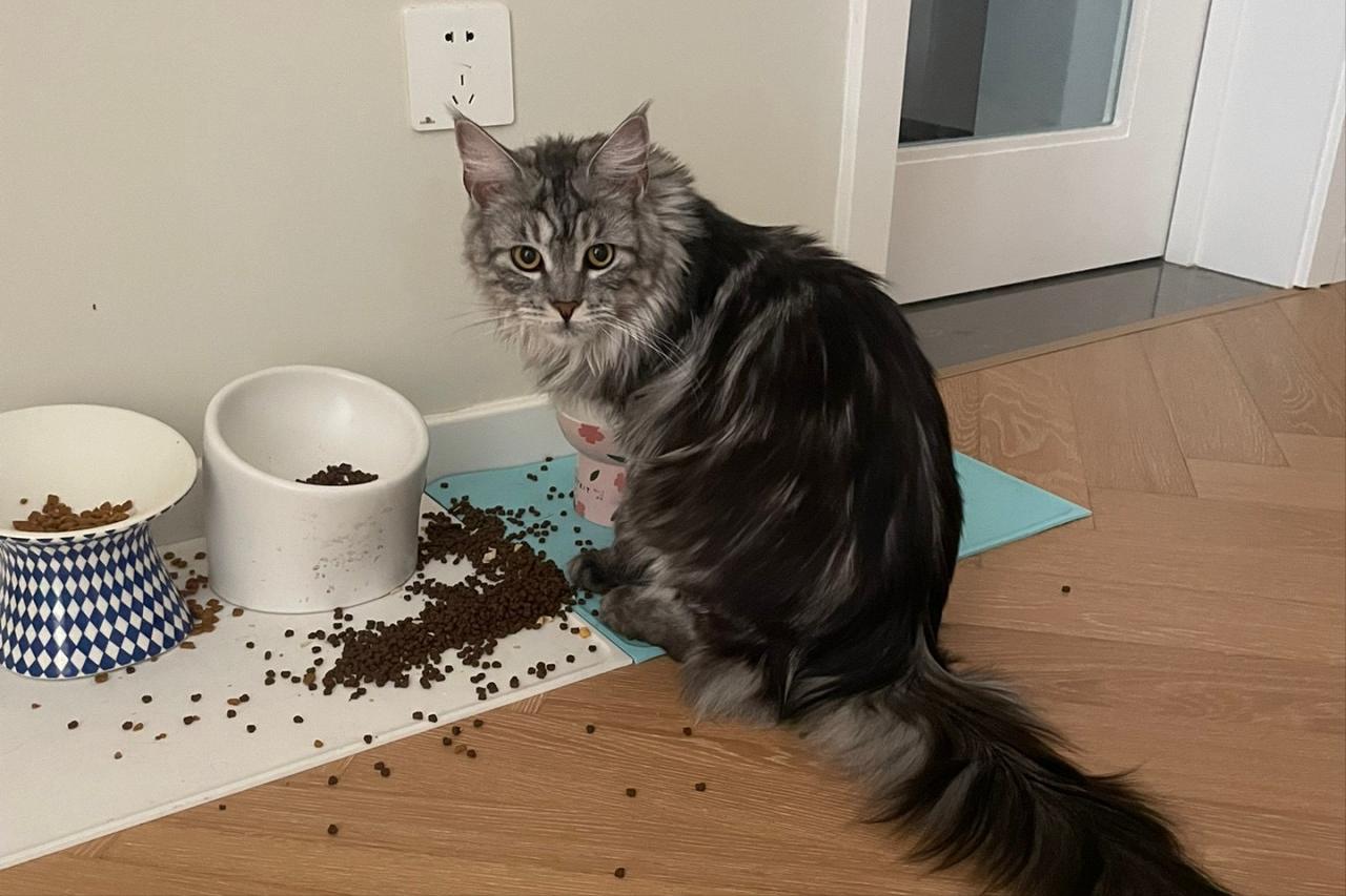 缅因猫缺营养对毛发有什么影响,缅因猫吃什么最容易爆毛