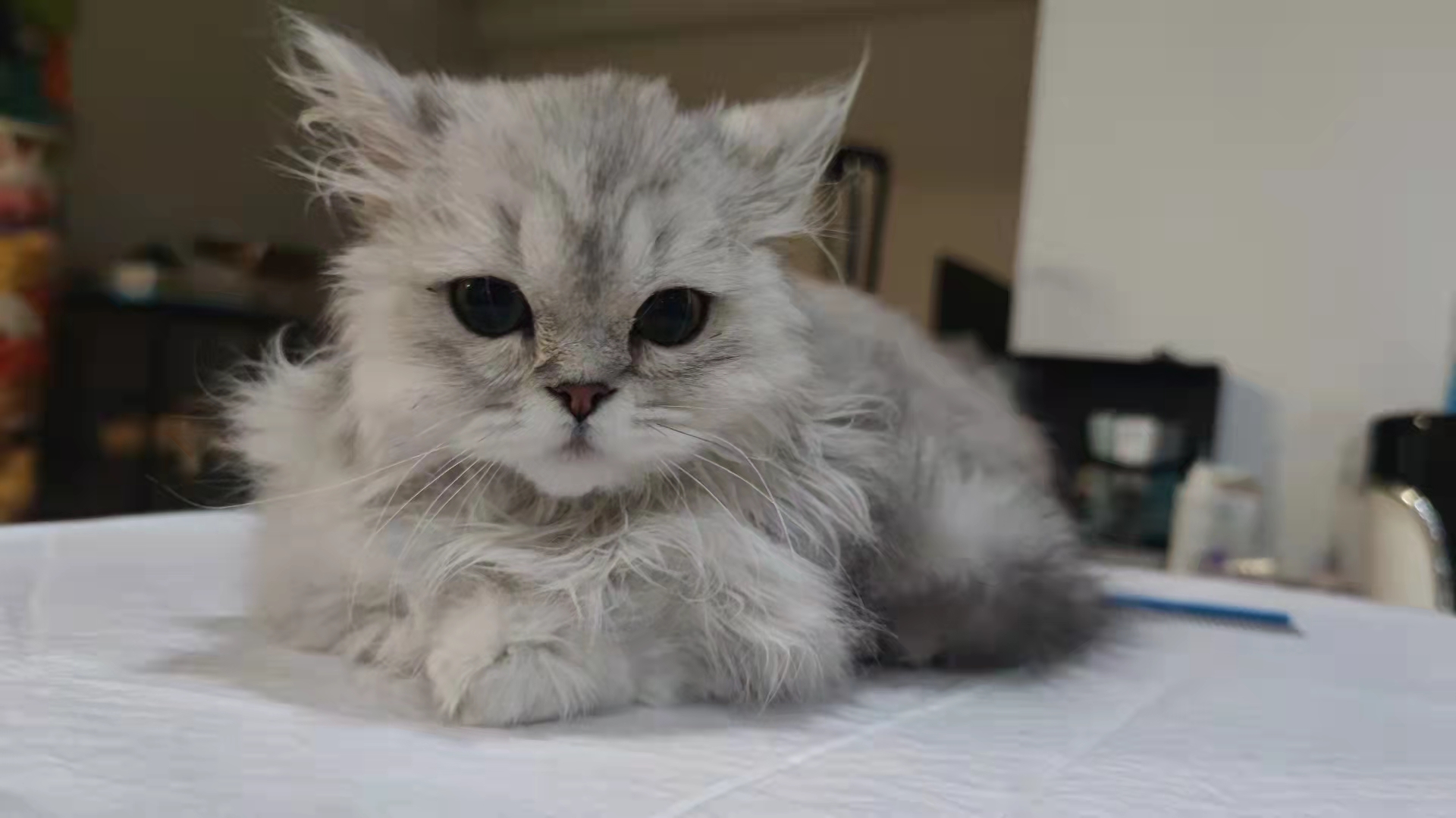 如何动用流浪猫找猫,猫咪救助找猫