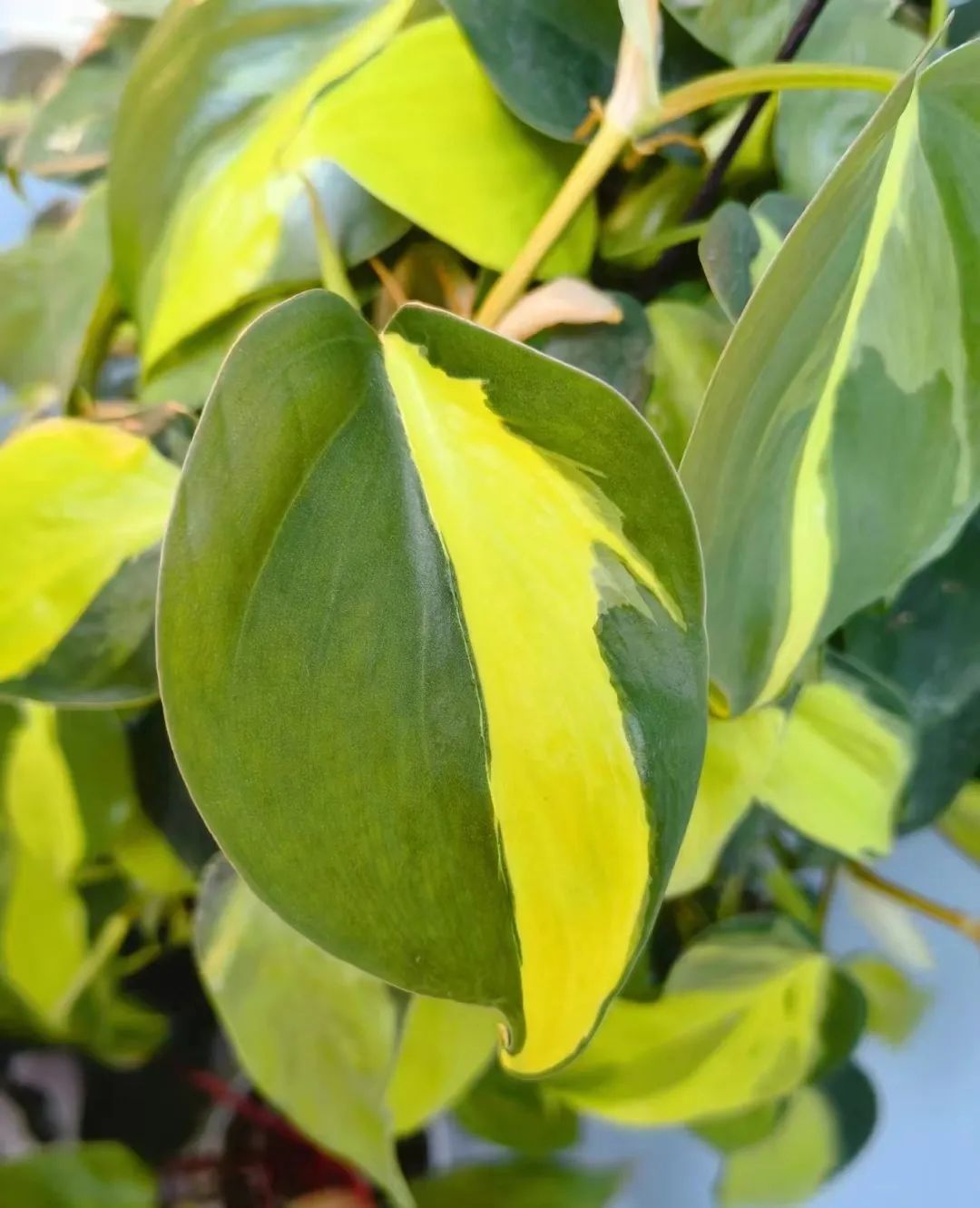 盘点24个常见蔓绿绒品种，叶色靓丽颜值高，总有一款撬动你的心！