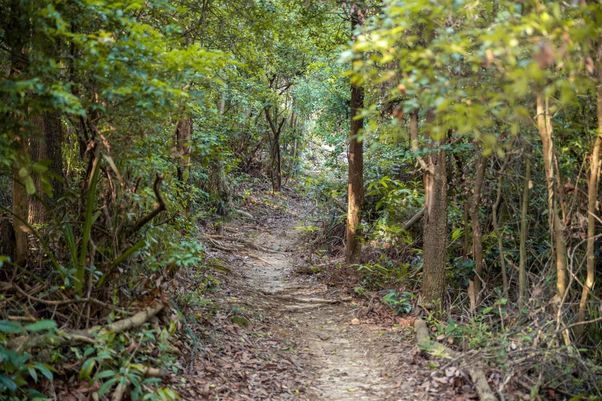 深圳坪山全域自然博物⑩|禾雀花步道:错过再等一年,“小精灵”禾雀花来啦!