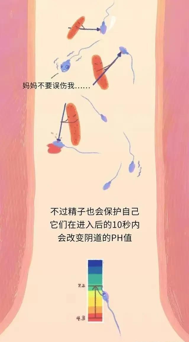 精子在人体24小时经历了什么,精子在人体24个小时都经历了什么