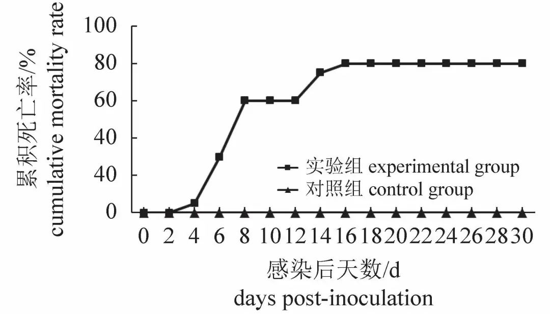 水产养殖疱疹病毒怎么治疗,水产养殖疱疹病毒