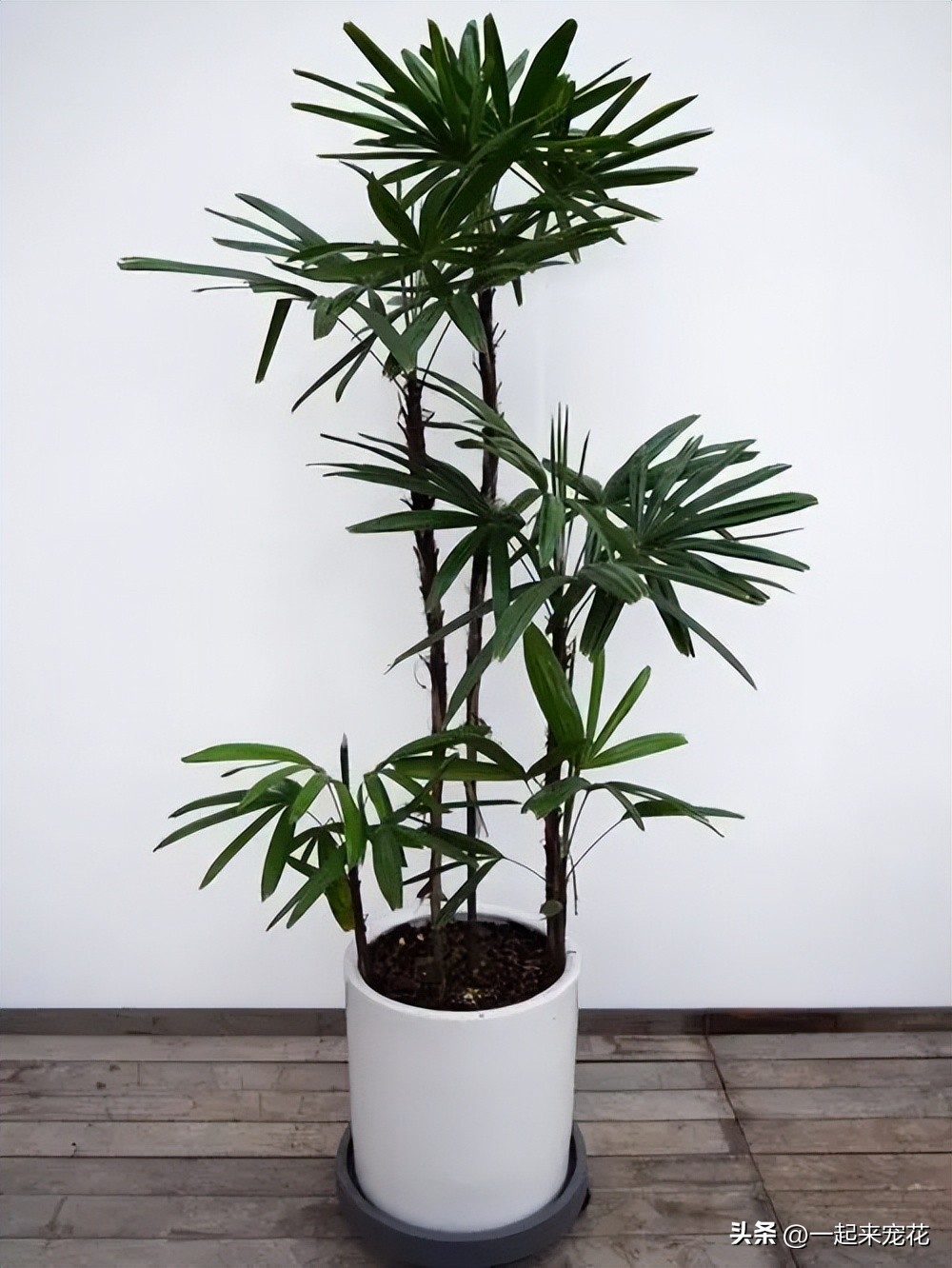 客厅养什么绿植最好看又好养,客厅放置什么绿植好最好养活