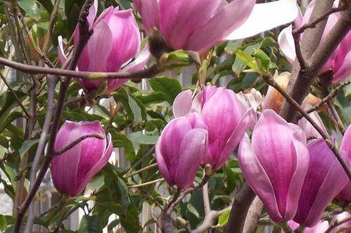 园林风景植物之玉兰