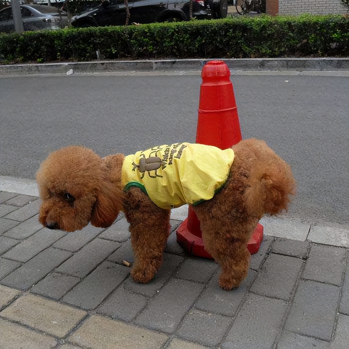 为什么不建议养公的泰迪,公泰迪为什么没有母泰迪听话