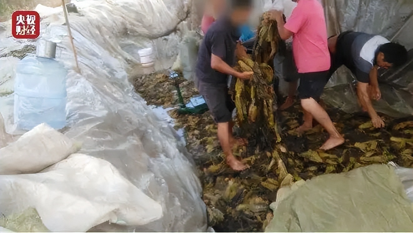 翡翠的水到底是个什么东西,翡翠的水说的是清透度吗