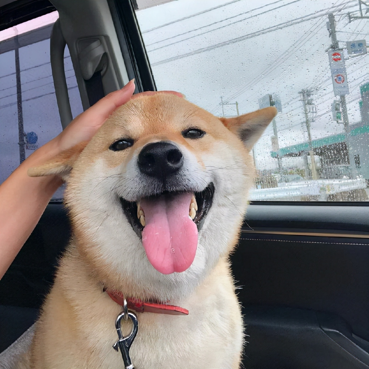 纯种柴犬大概多少钱一只,纯种柴犬价格多少钱一只