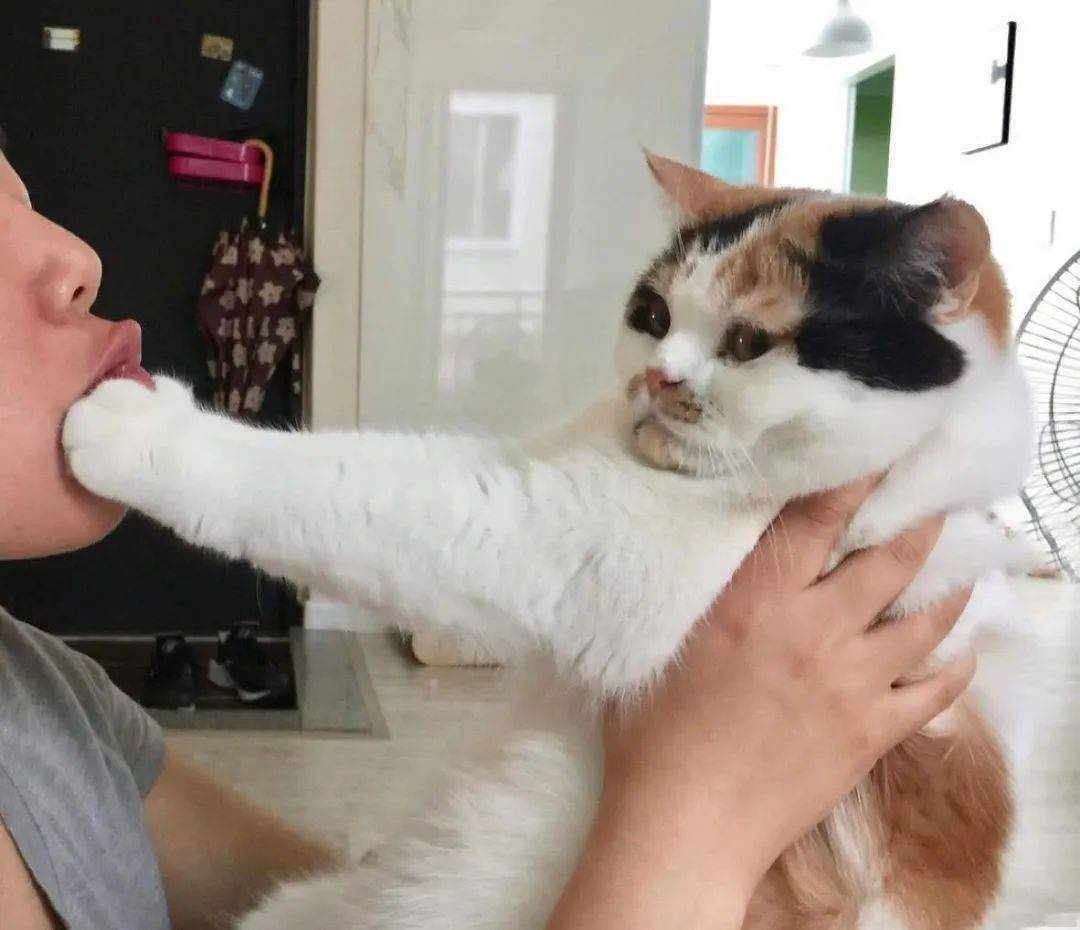 猫咪讨厌你的5个表现你中了几个,猫咪最讨厌的几种东西是什么呀