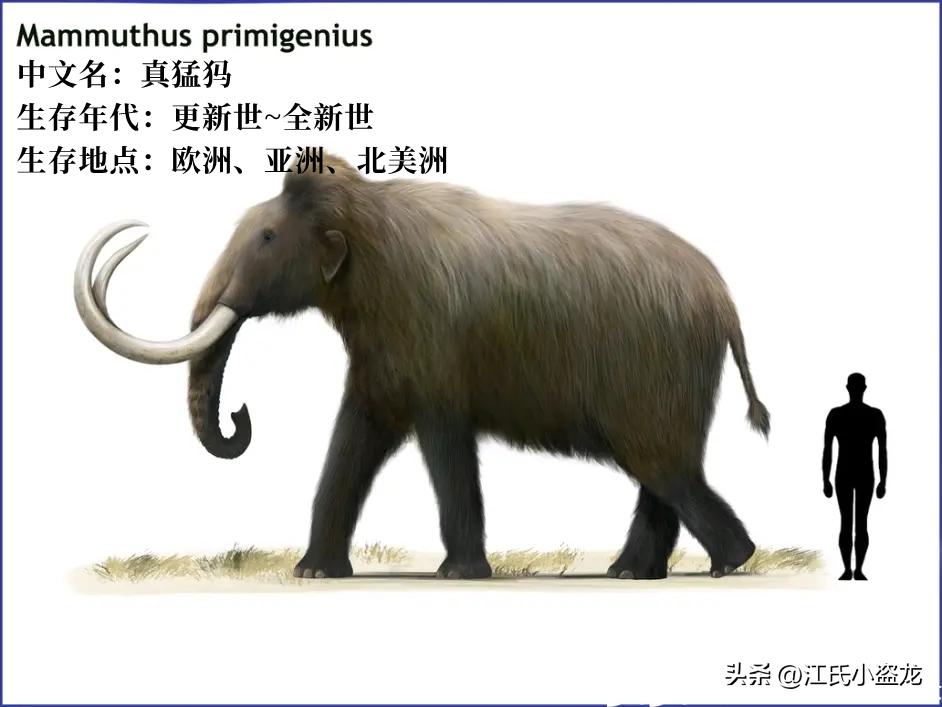 史前巨兽猛犸象还能复活吗,史前巨兽板齿犀和猛犸象谁最大