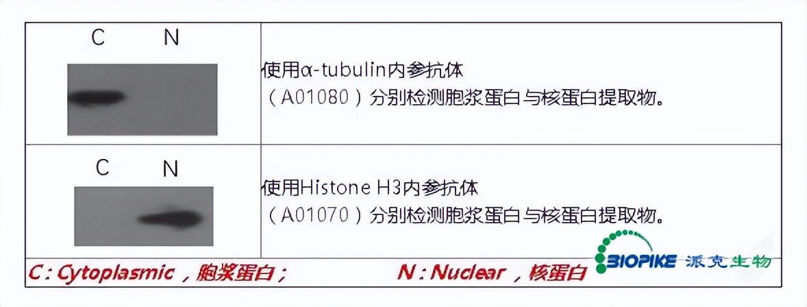 派克生物鱼蛋白,派克生物科技