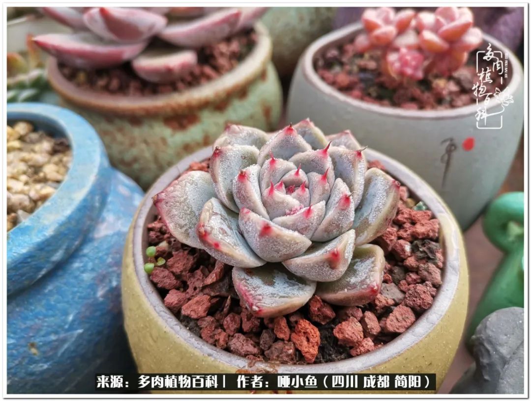 看世间繁华品一生,看世间繁华品人生美味