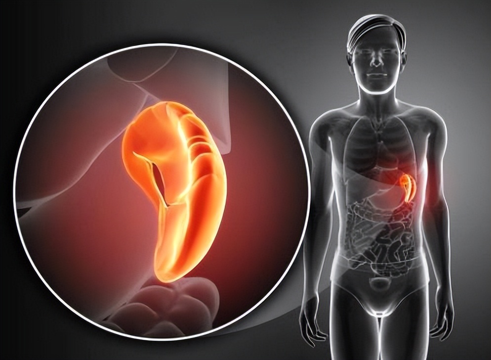 母猪脾大是什么病,哪些病会脾大